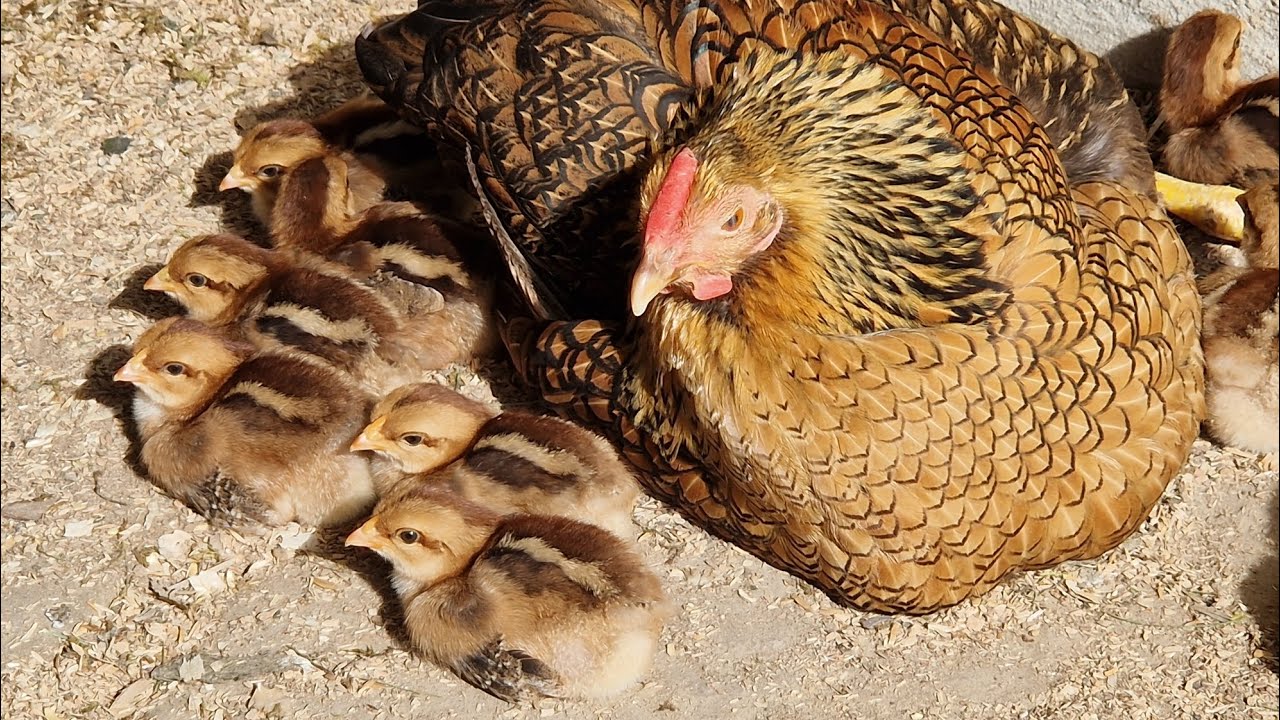 Naturbrut Zwerg - Dresdner Entwicklung