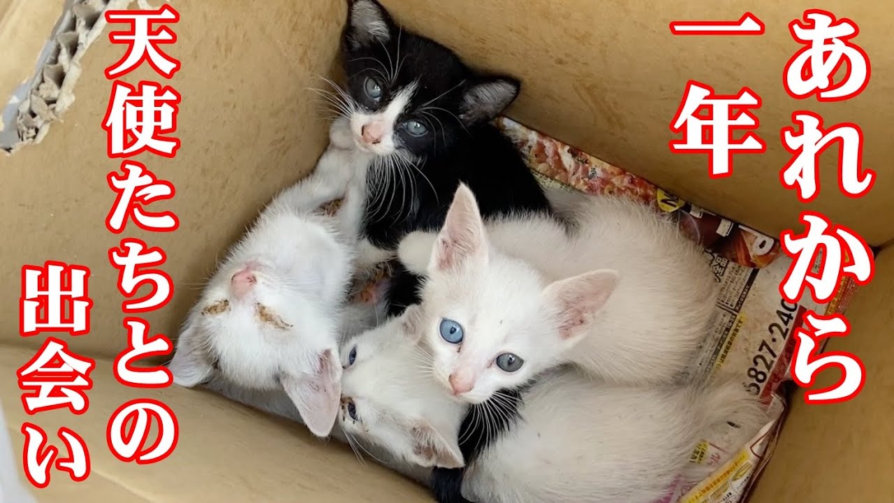 真夏の猛暑に小さな箱に入れ遺棄されていた4匹の子猫を保護して1年