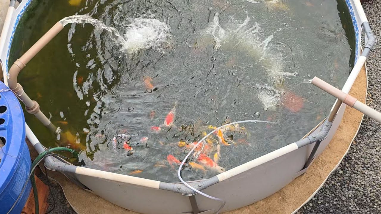 SERA QUE DEU RUIM PARA MINHAS CARPAS KOI?