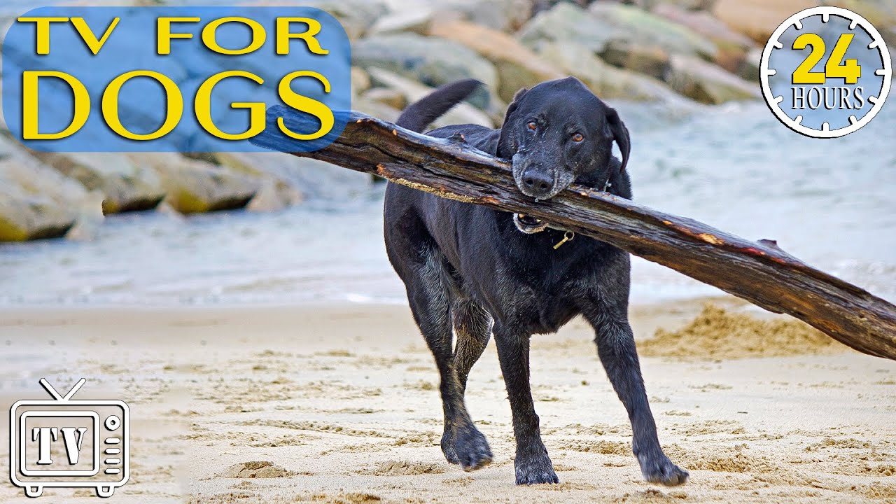 How to Beat Dog Boredom: 24 Hours of Dog TV Entertained & Ultimate Experience with Music for Dogs