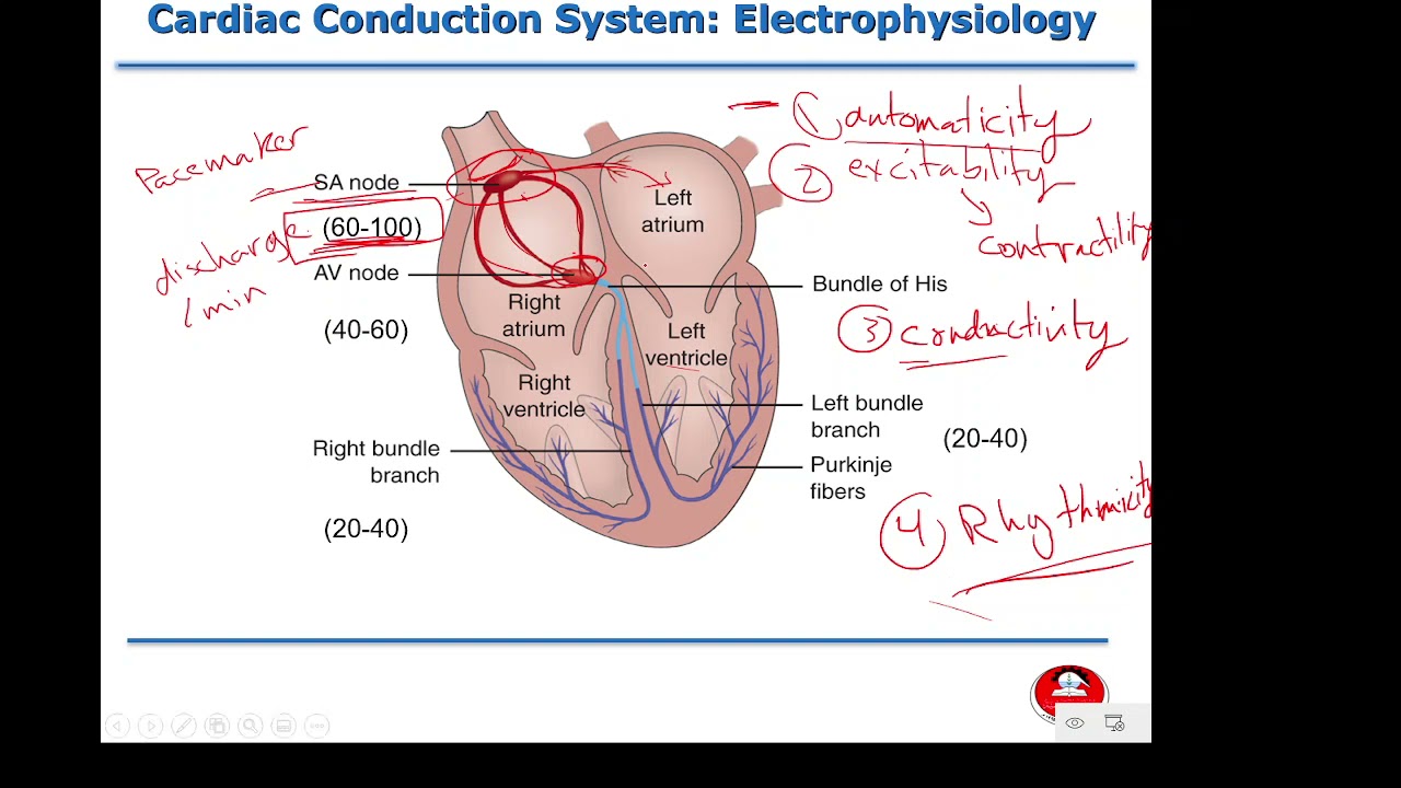 Adult Health Nursing - Lecture 12: Assessment of Cardiovascular Function and ECG (Part1)