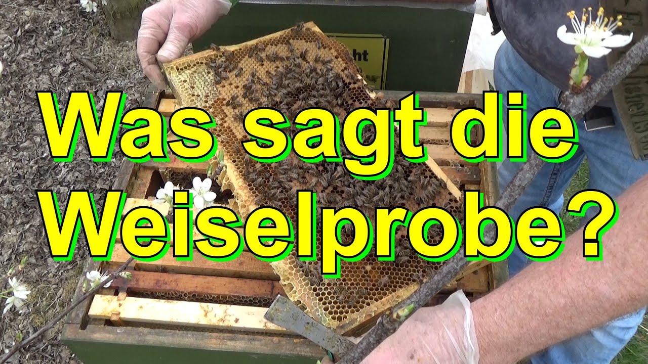 Was sagt die Weiselprobe