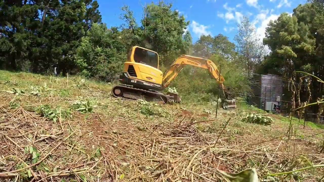 Dealing with Lantana the easy way, using our 6t excavator and FAE BL1 forestry mulcher attachment.