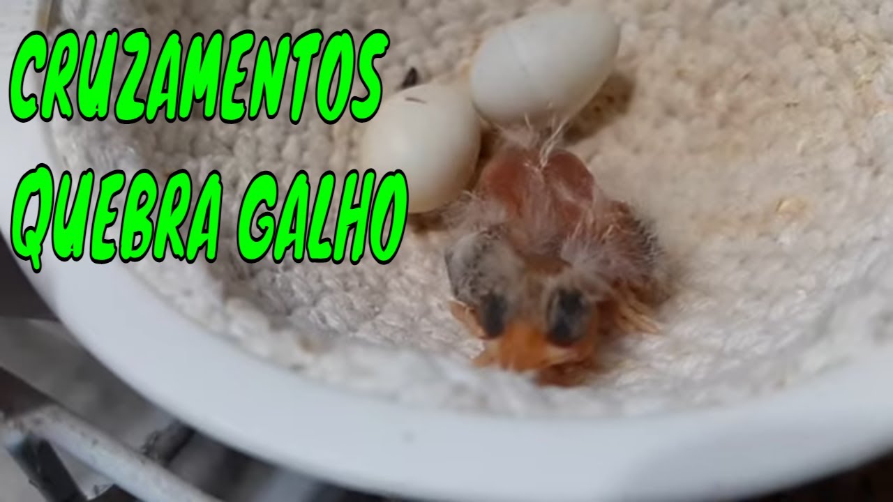 CRUZAMENTOS QUEBRA GALHO