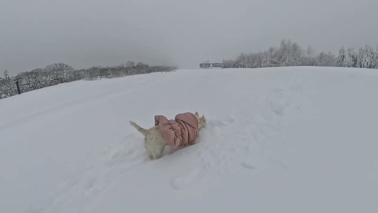 Follow Me, Human