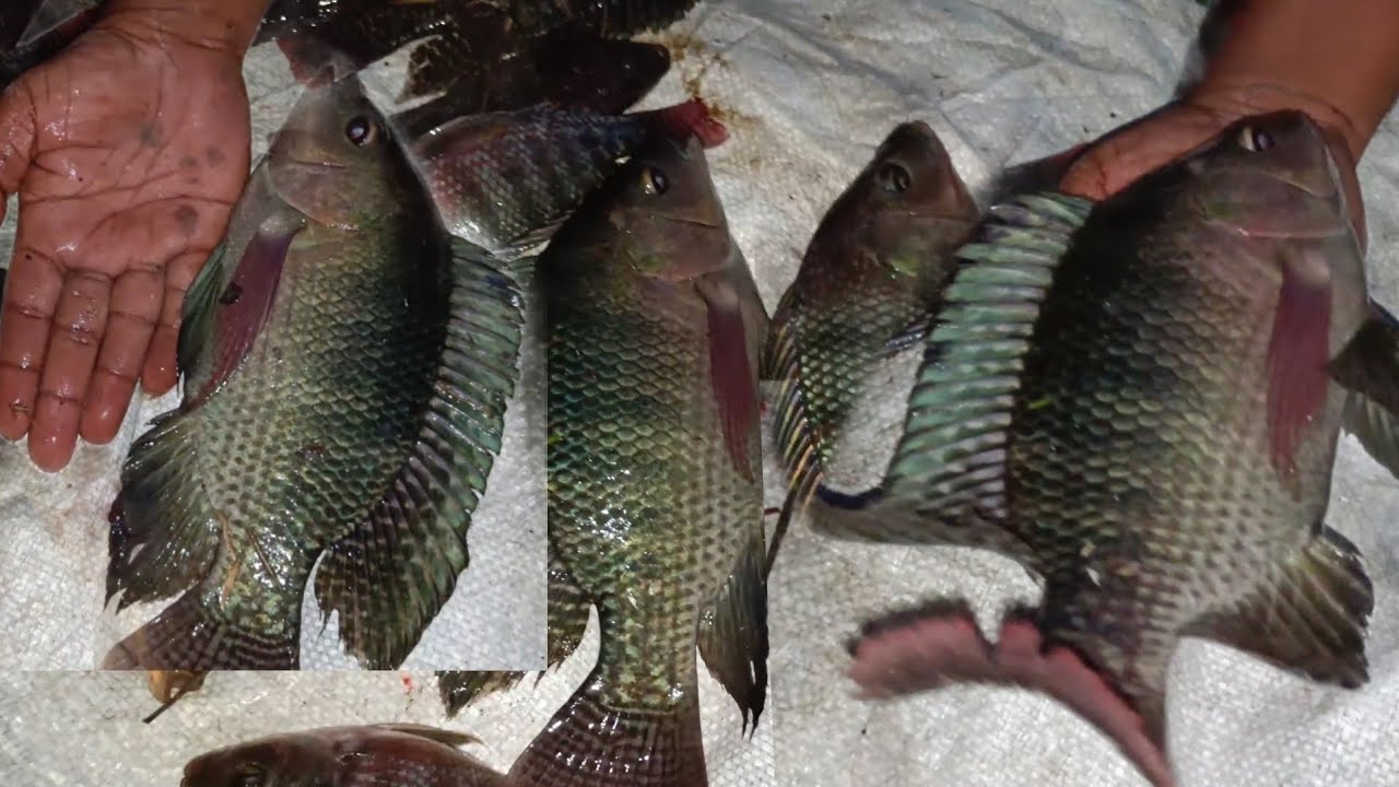 Live Big  monster Tilapia fish hunting /catch in River Pilot fish hunting 😱@FishingMania-de9hl