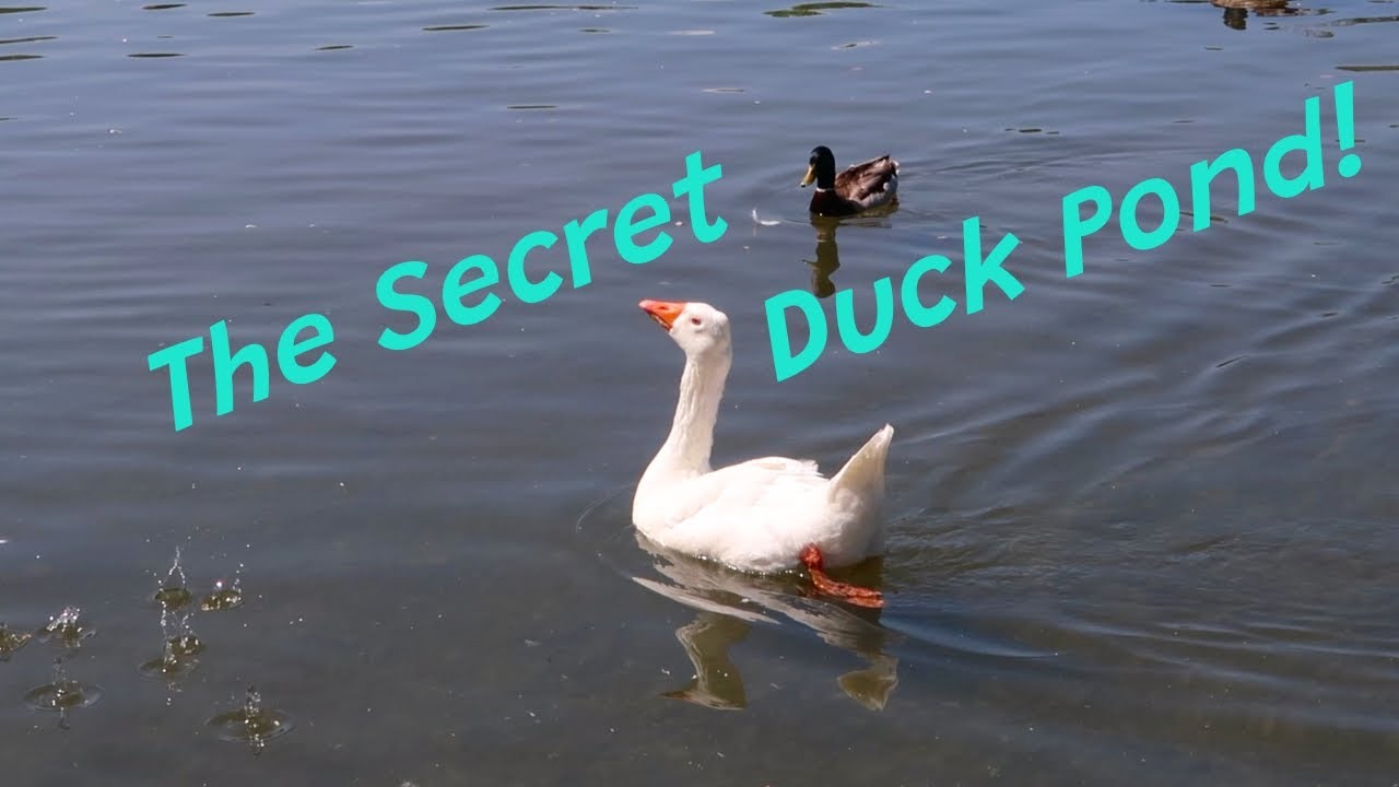 We fed ducks at this HIDDEN GEM in Syracuse! 🦆 | Webster Pond