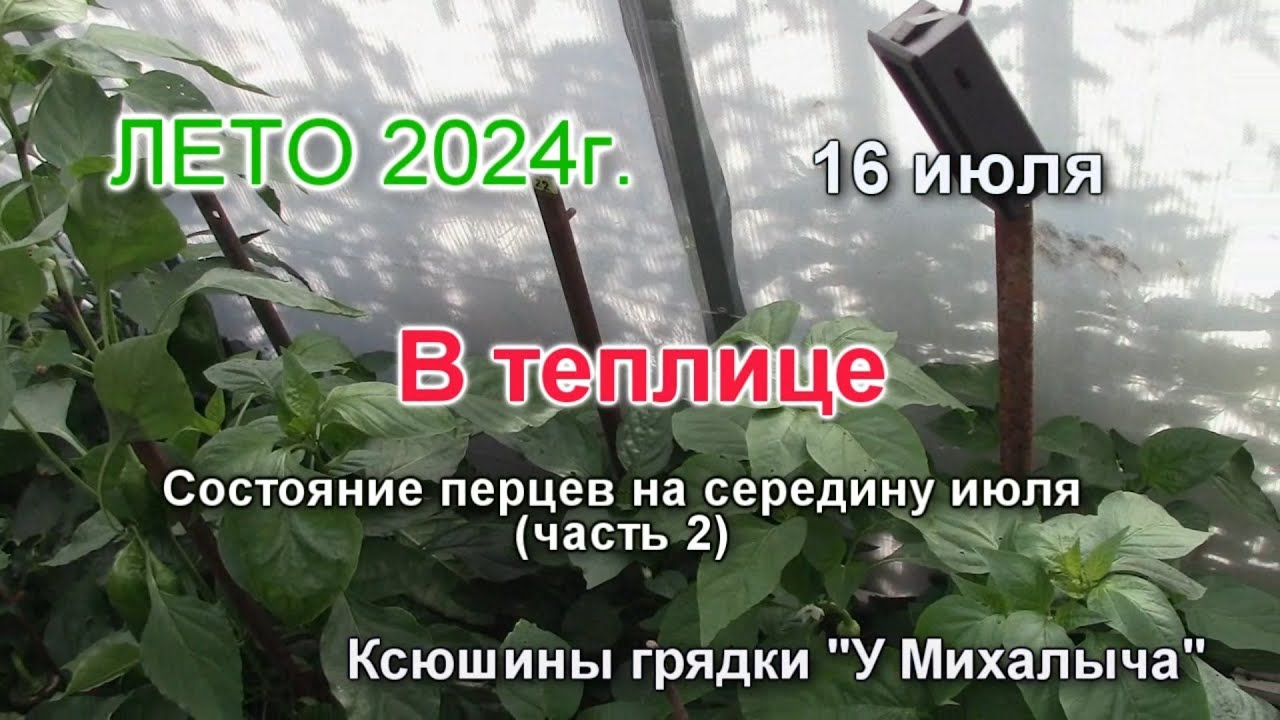 Лето ИЮЛЬ  В состояние  перцев в теплице.  часть 2