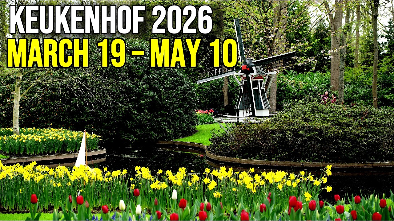 Visiting Keukenhof 2026? 🌷 What to Expect in 4K