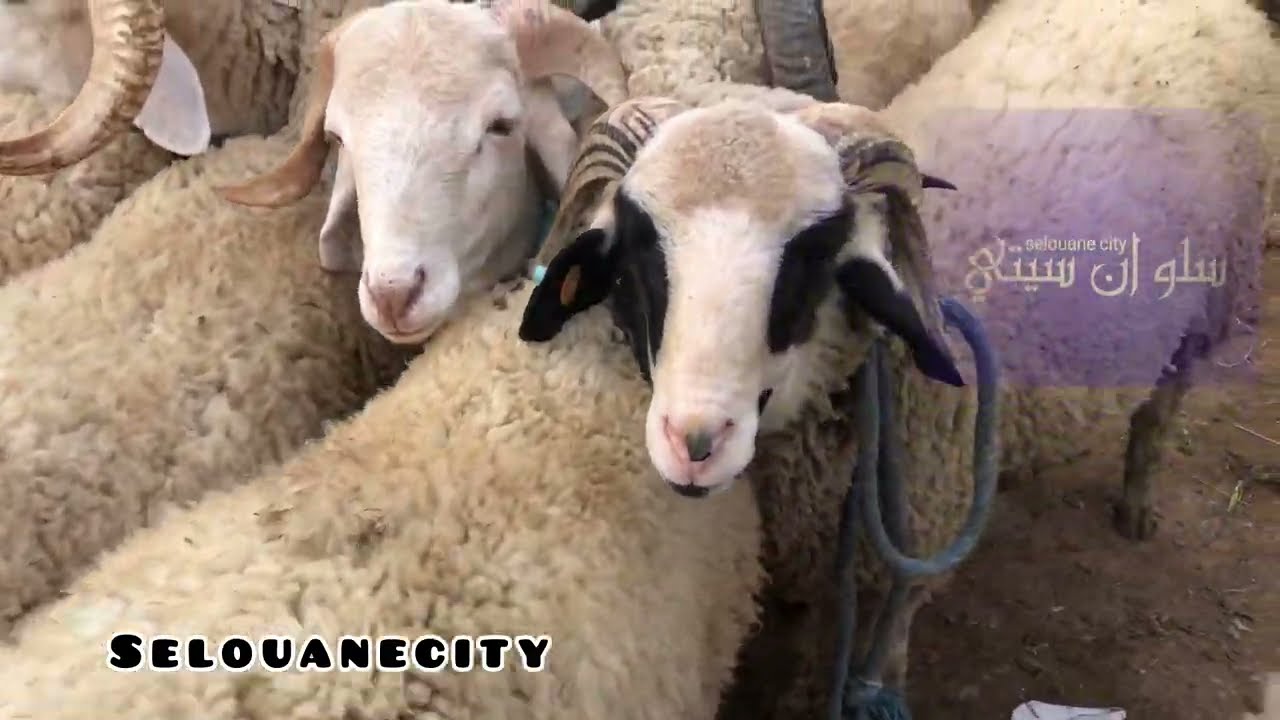 قلب سوق الأسبوعي  الخضرة موجودة ... شوفو شحال دايرة 