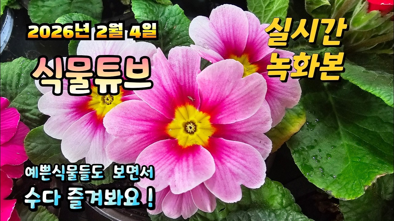 2026년 2월 4일 실시간 방송으로 예쁜식물들 시청 하시면서 수다 즐겨봐요 