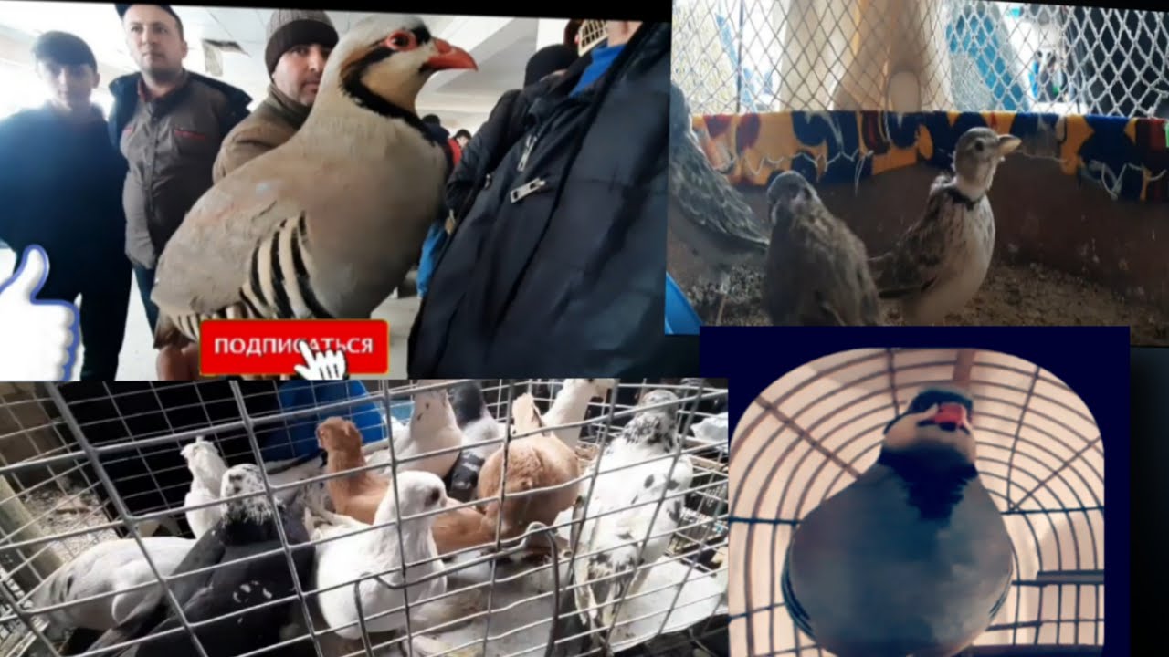 НАРХИ КАВК ВА КАФТАР БОЗОРИ ДУШАНБЕ КОЛХОЗ РОССИЯ 11.04.2021 | ЦЕНА ПТИЧИЙ РЫНОК ГОЛУБИ В ДУШАНБЕ
