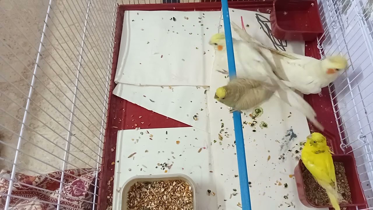 Parrots