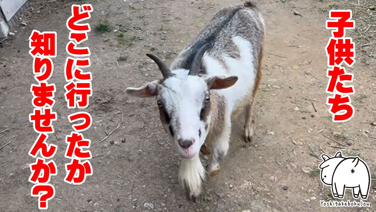 凄い声で子供たちを探す母ヤギ 2024年4月29日 手作りヤギ牧場 goat farm 吉がけ牧場