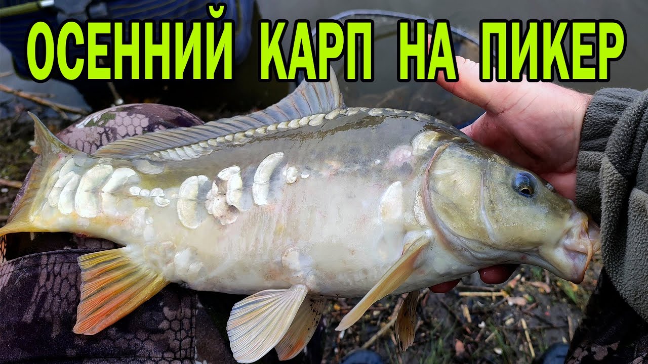Клёв как на чёрных камнях! Осенний карп на пикер!