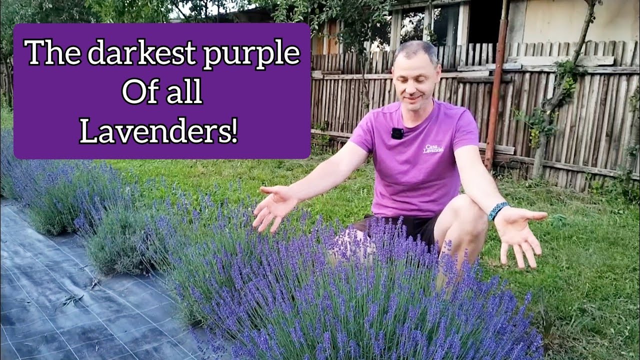 Imperial Gem Lavender - The Darkest purple of them all!