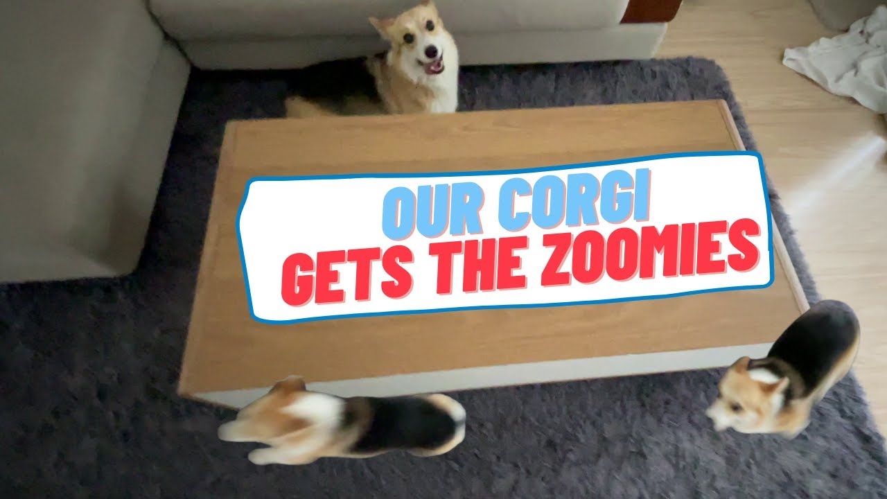 unstoppable corgi zoomies
