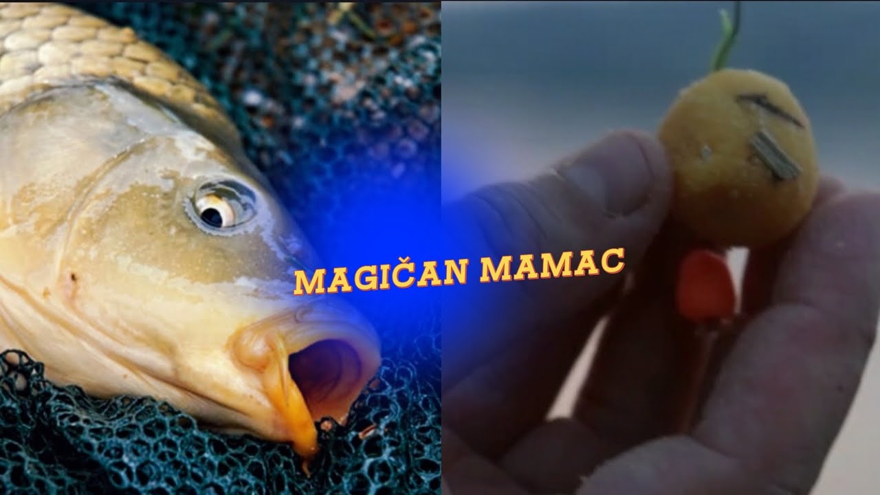 MAGIČAN MAMAC ZA DUNAVSKOG ŠARANA
