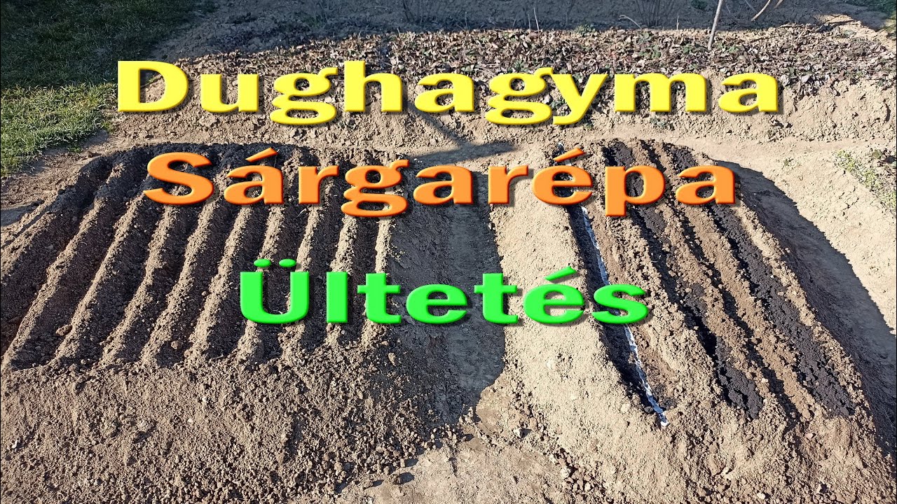 Lila és vörös dughagyma és sárgarépa ültetés - 2025 03 03