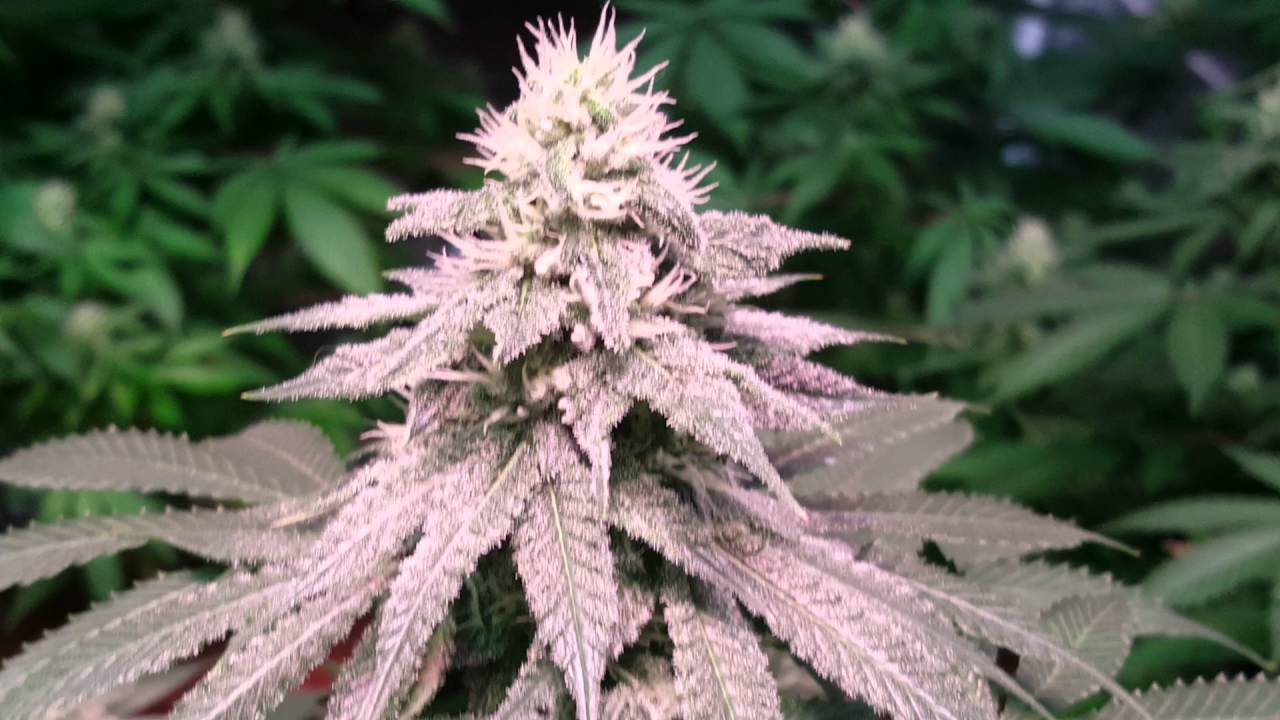 Beginning Week 5 of flower