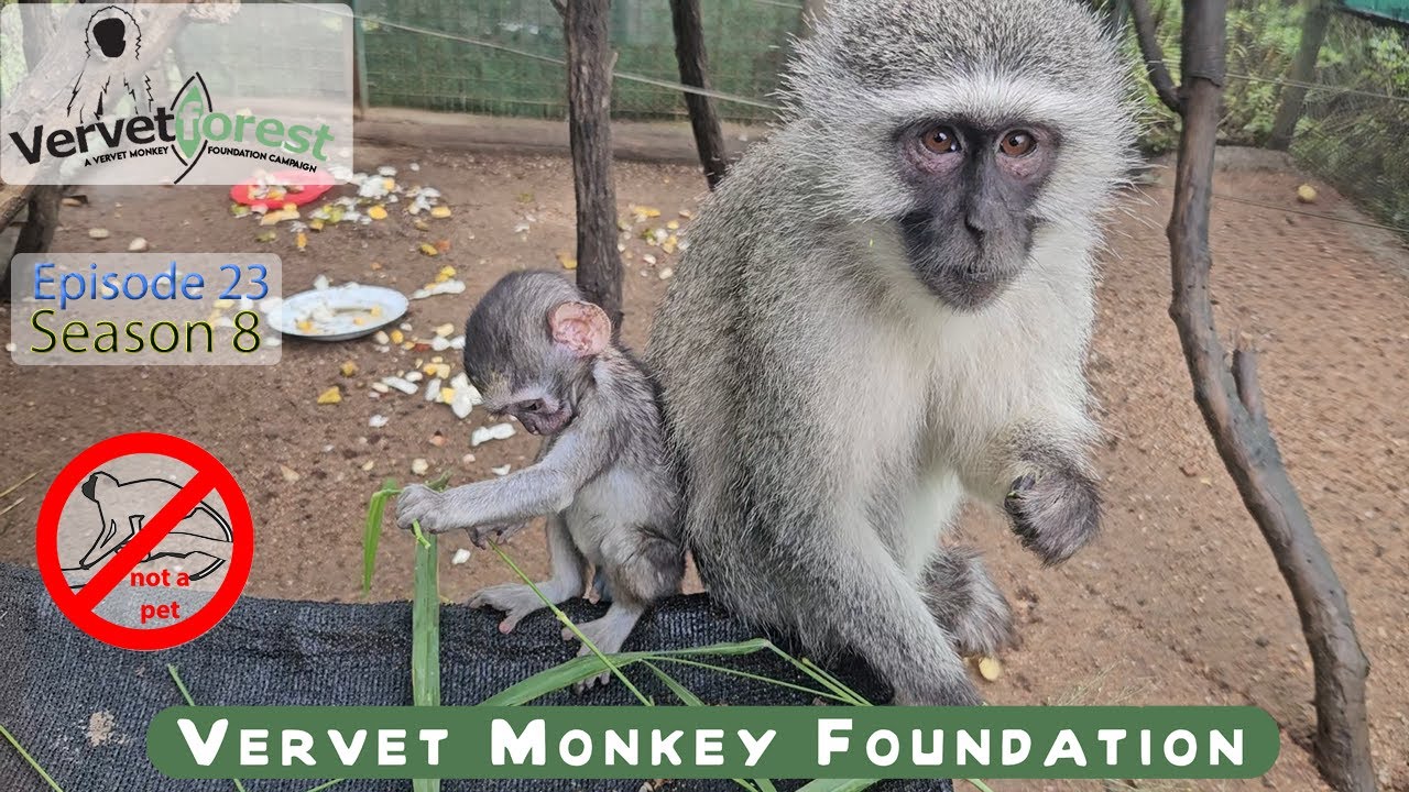 Baby Monkey Finds Comfort and Love as he snuggles up to new mom