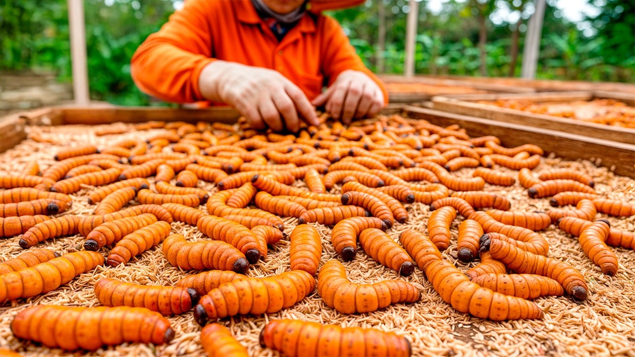 Comment c'est fait : Le Business des Insectes à 9 Milliards de Dollars