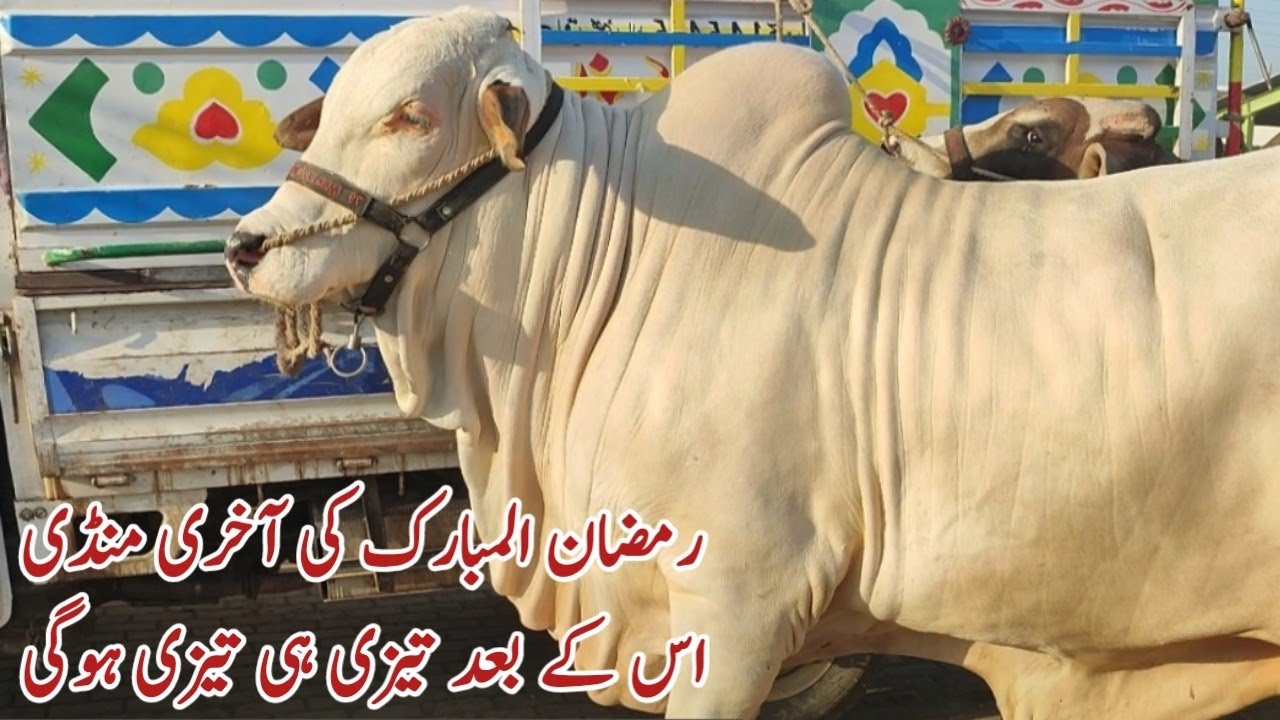 Multan Mandi Sunday Khubsurat or Heavy Weight Bachry | Qurbani 2025 Multan Cow Mandi