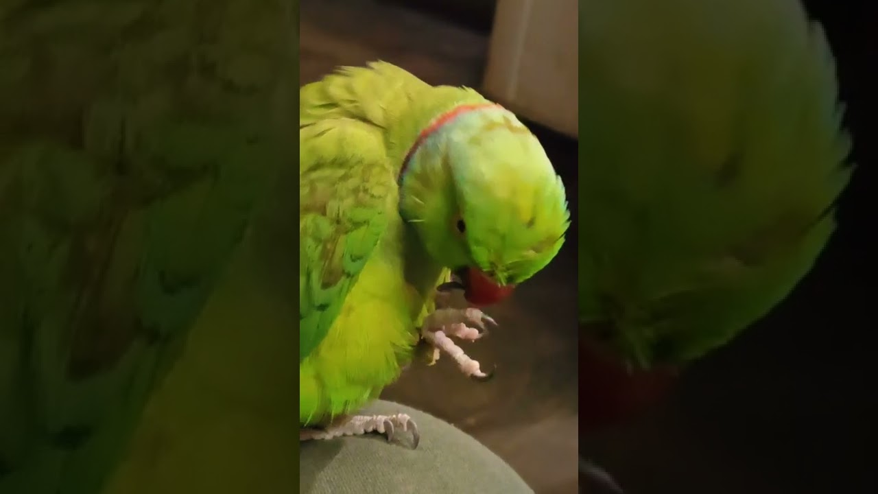 Parrot Plucking | Birds Self Pluck