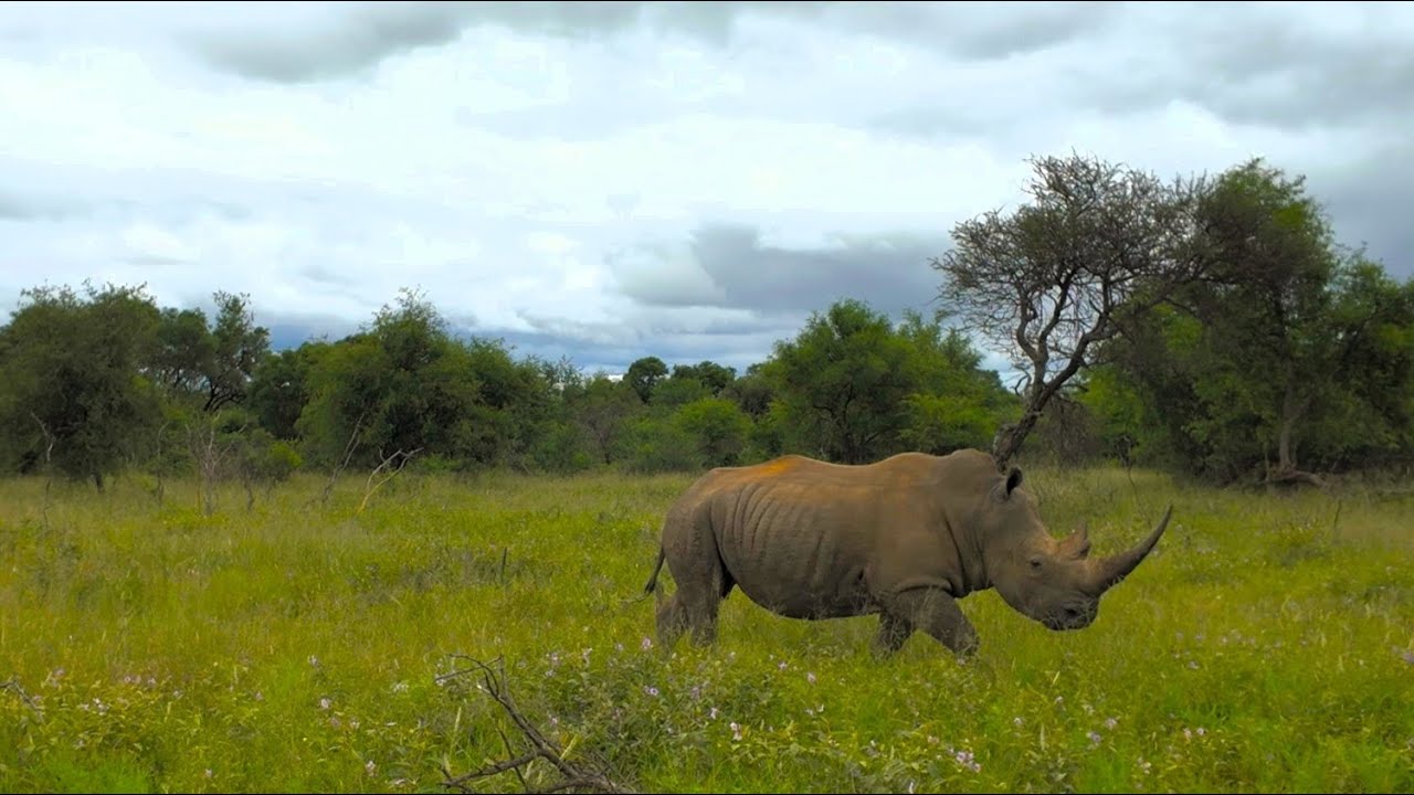 664ha Game Farm and Lodge FOR SALE in Big 5 Game Reserve
