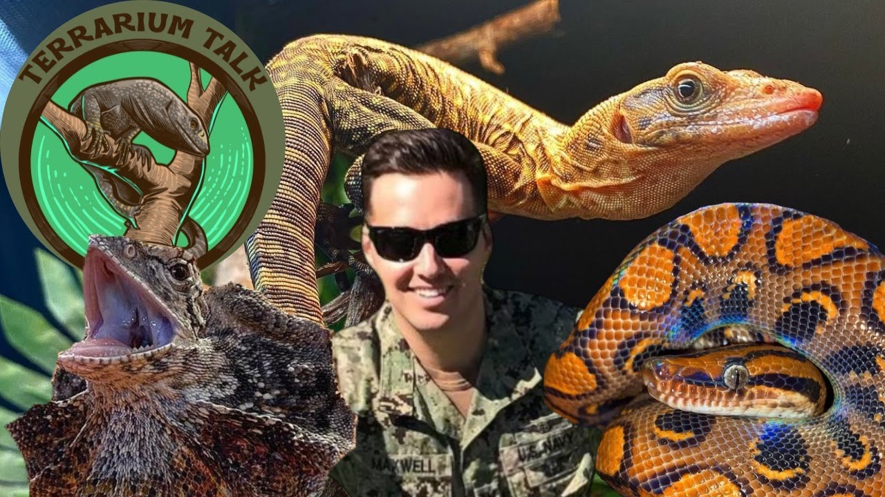 Terrarium Talk: Ep.2 Frilled Dragons, Quince Monitors, and more!  | Tommy Maxwell