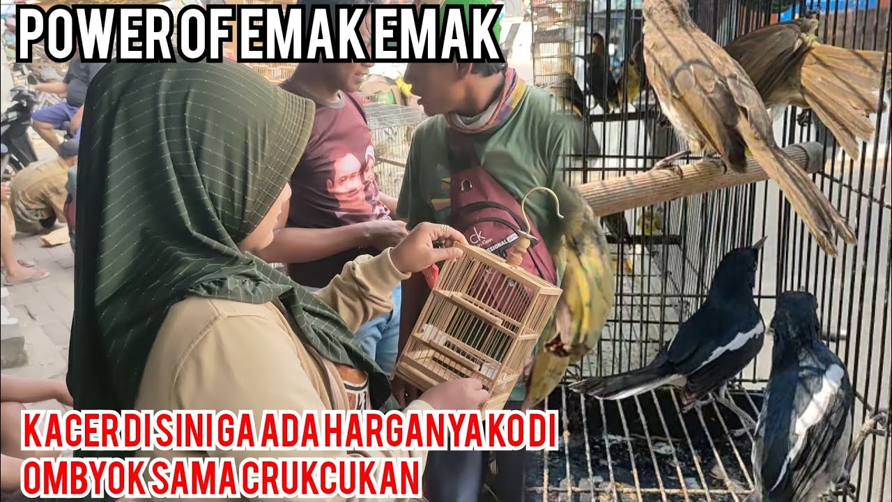 KACER DISINI GA ADA HARGANYA DI OMBYOK SAMA CRUKCUK.|| POWER OF EMAK EMAK BIKIN GALAU PENJUAL