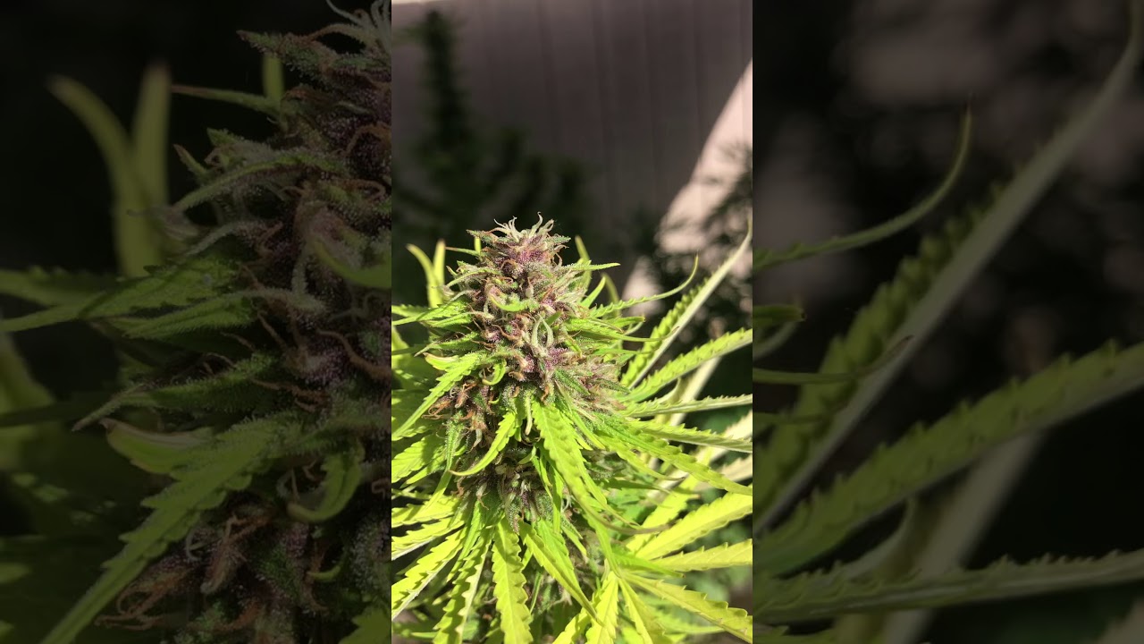 Backyard Weed Grow 2019