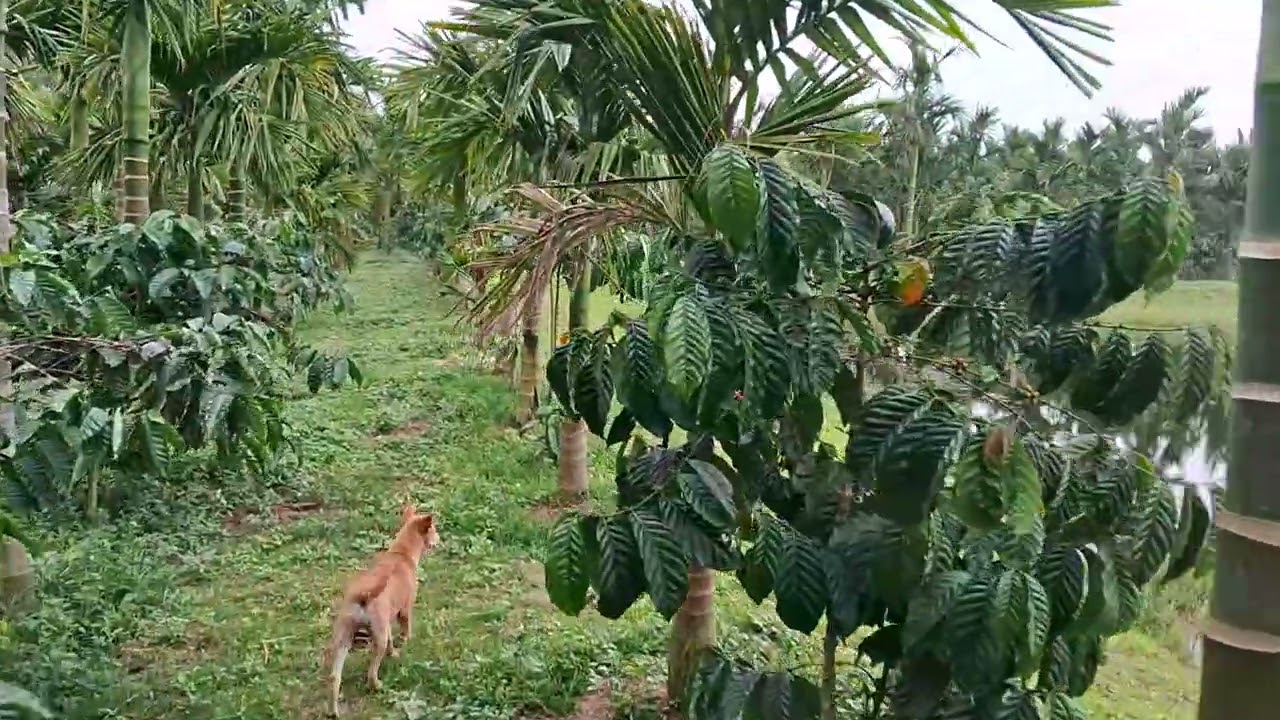 10 Acres of Areca nut with multiple crops plantation for sale in sakleshpur