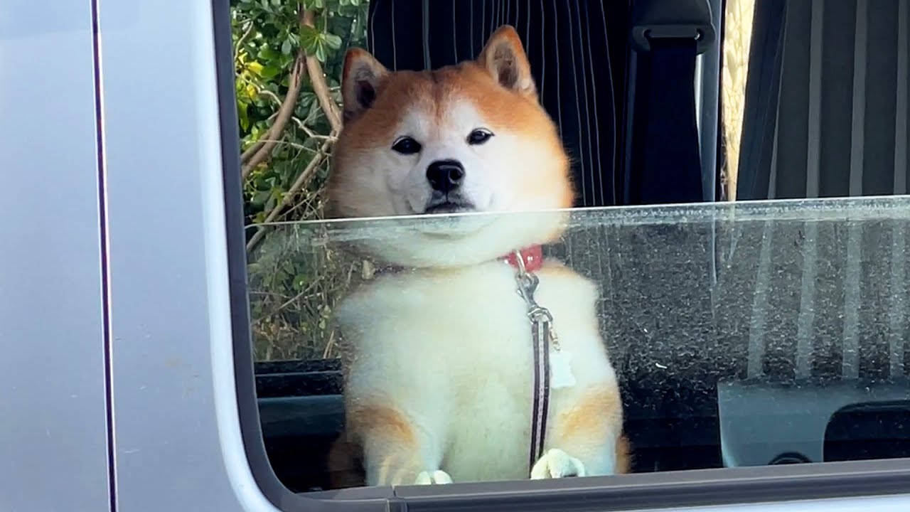 Earthquake occurred while working in collapsed area, and Shibe got worried and peeked out window.