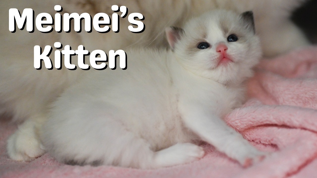 Only Kitten with Mother Ragdoll Cat | So Cute