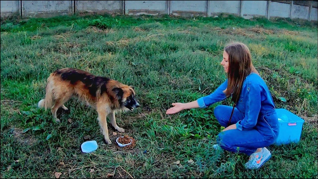 At First, Dog was Afraid of Us, But 