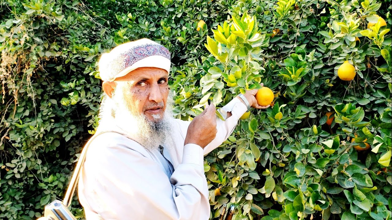 علي بن معيلي نواجه صعوبة تسويق منتجاتنا من مزارع البرتقال في مأرب الى الاسواق المحلية و خارج اليمن