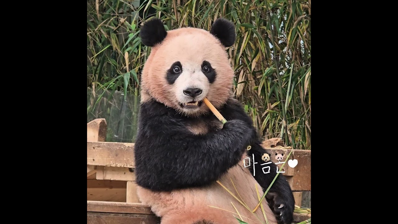 오잉? 어디서 나는 소리지? #후이바오 #huibao #辉宝