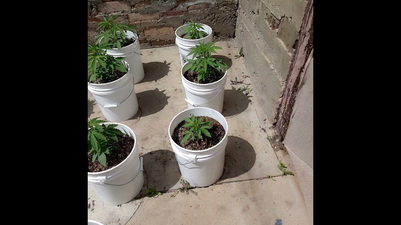 homegrown cannabis Lemon haze auto