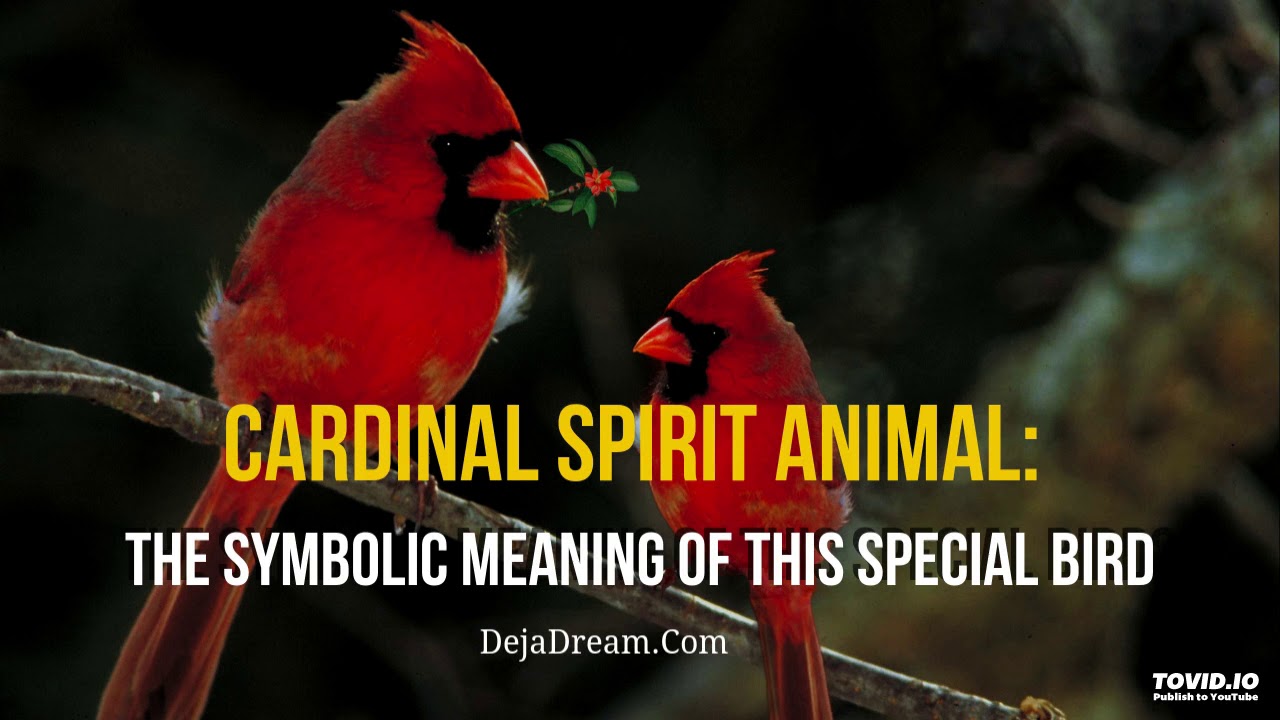 Cardinal Spirit Animal: The Symbolic Meaning Of This Special Bird