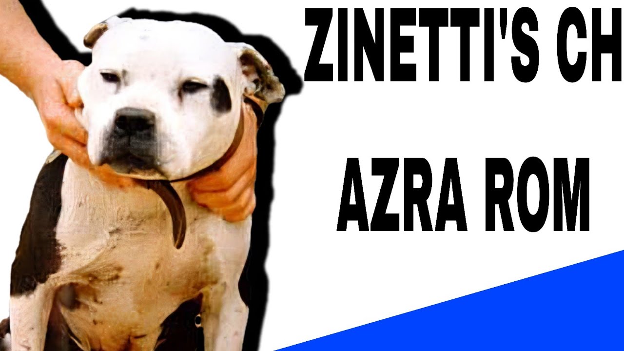 ZINETTI'S CH AZRA ROM, История бойцовых собак #apbt #история