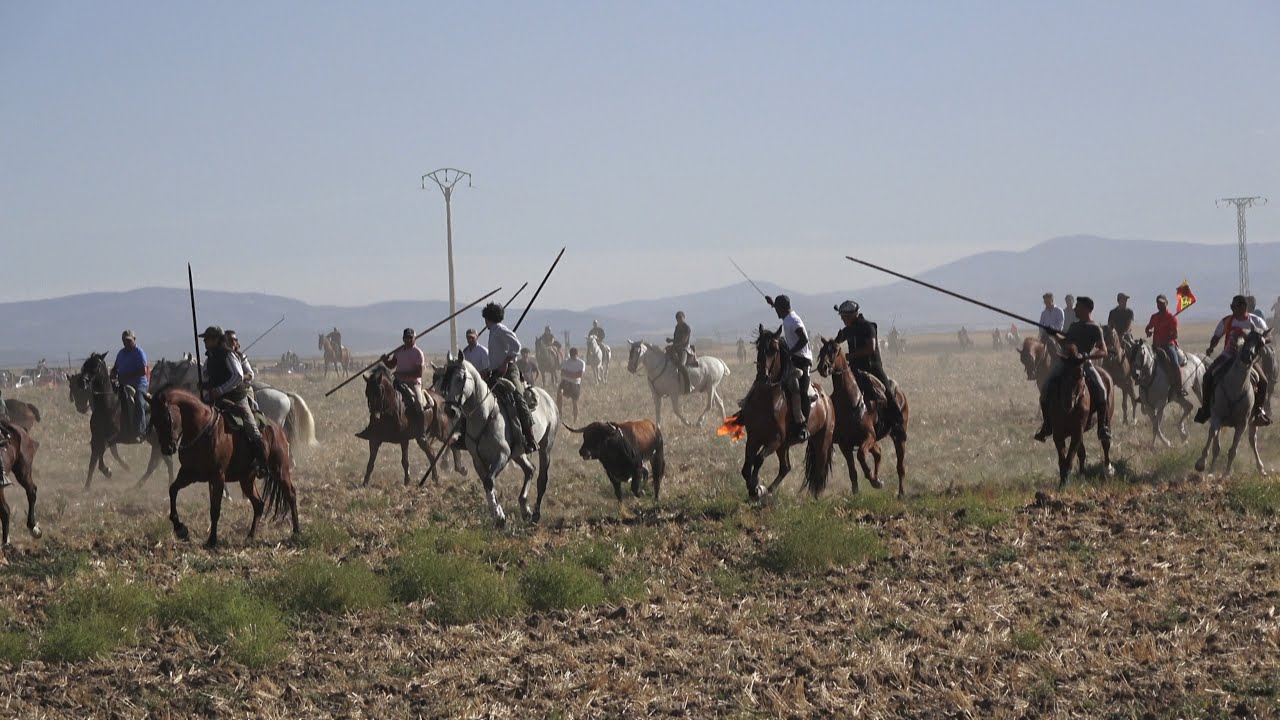 Madrigal de las AA  Torres 2025 Encierro de Campo