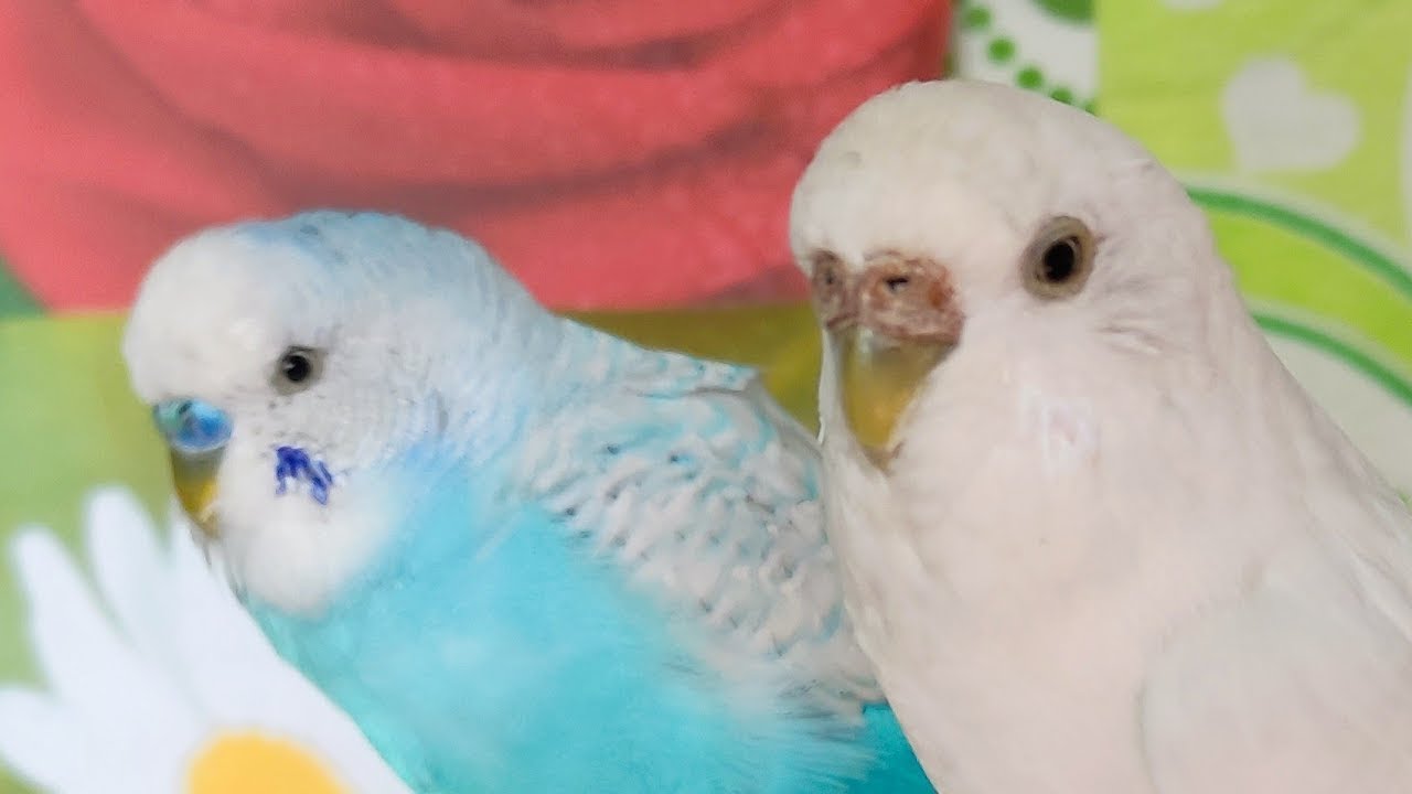 🔴 LIVE pet bird cam 🐦 calm indoor (vertical)