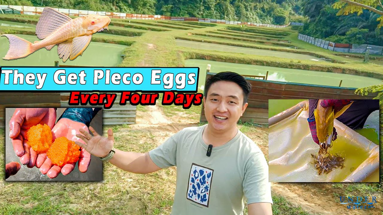 They get eggs every four days from Pleco pond.