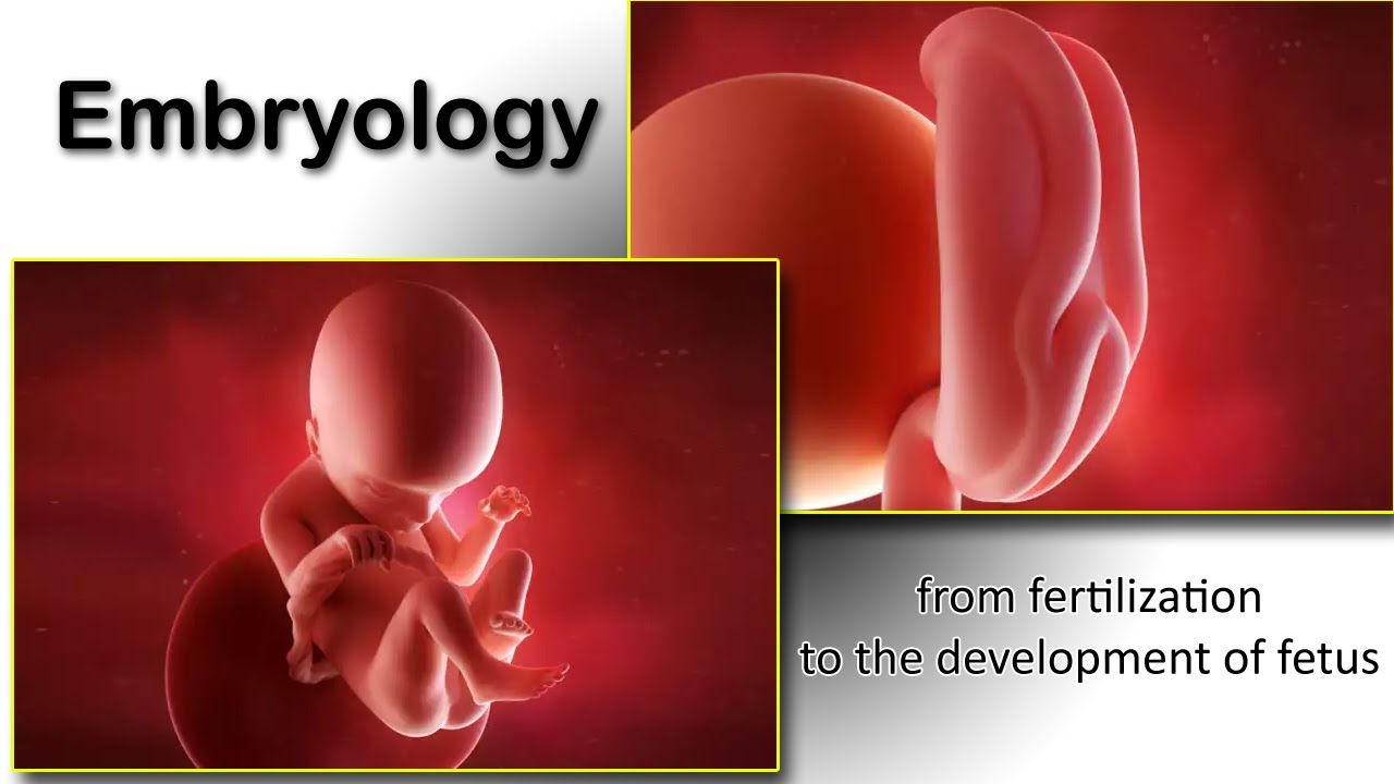 Embryology animation fertilization to development of the nervous system everything in one place.