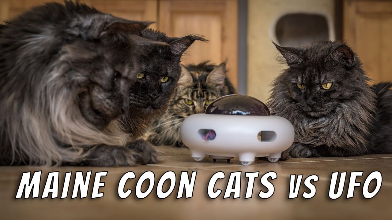 Maine Coon cats vs UFO