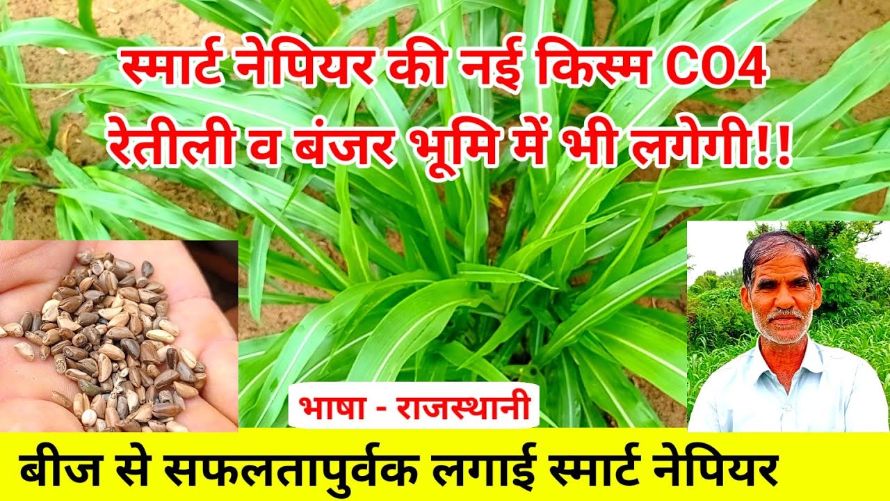 स्मार्ट नेपियर घास CO4 बीज से लगाने की जानकारी। ग्रास कब व कैसे लगाएं/उगाएं। हरा चारा की खेती
