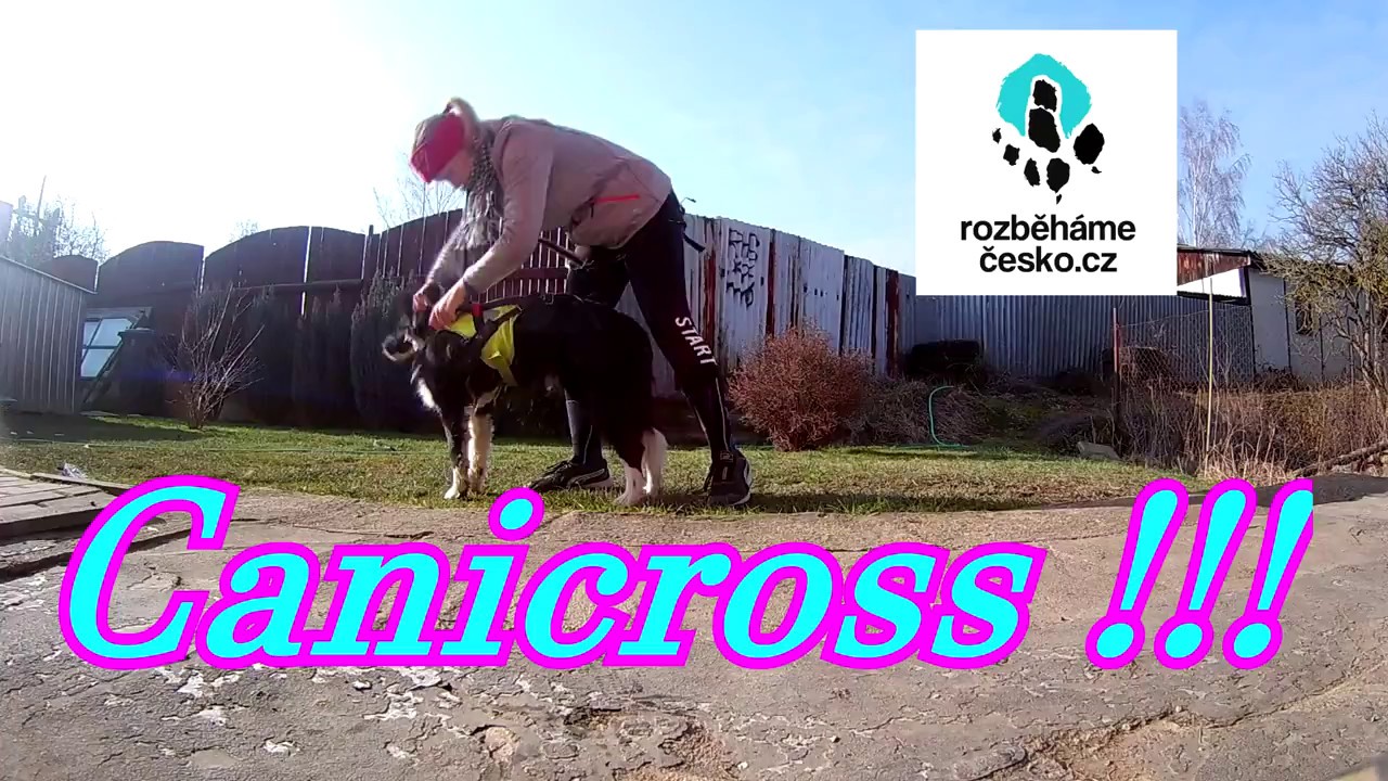 Canicross with Border Collie