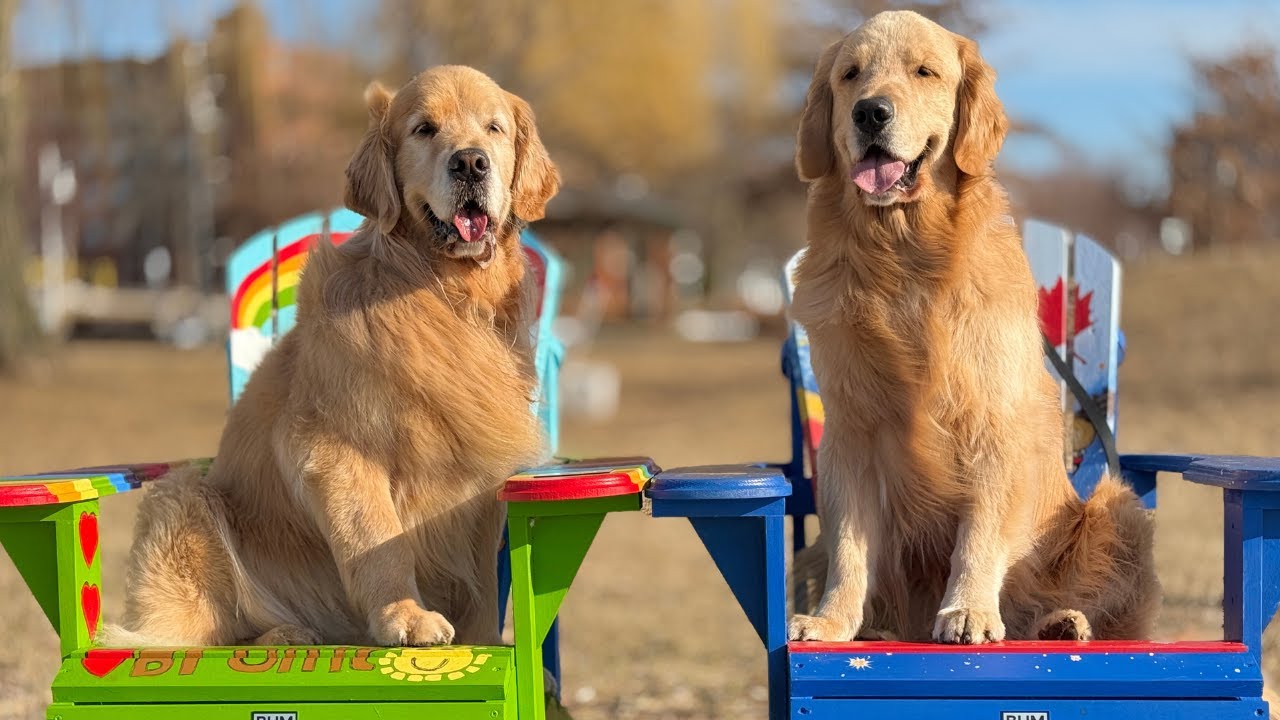 A Week In The Life Of Sterling And Colin The Goldens