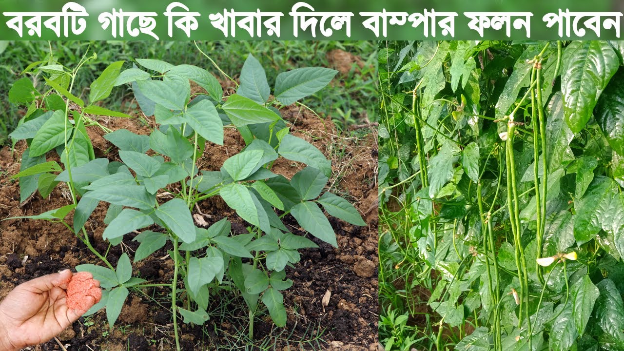 বরবটি গাছে কি কি খাবার দিলে বাম্পার ফলন পাবেন | How to Take Care Long Bean Tree